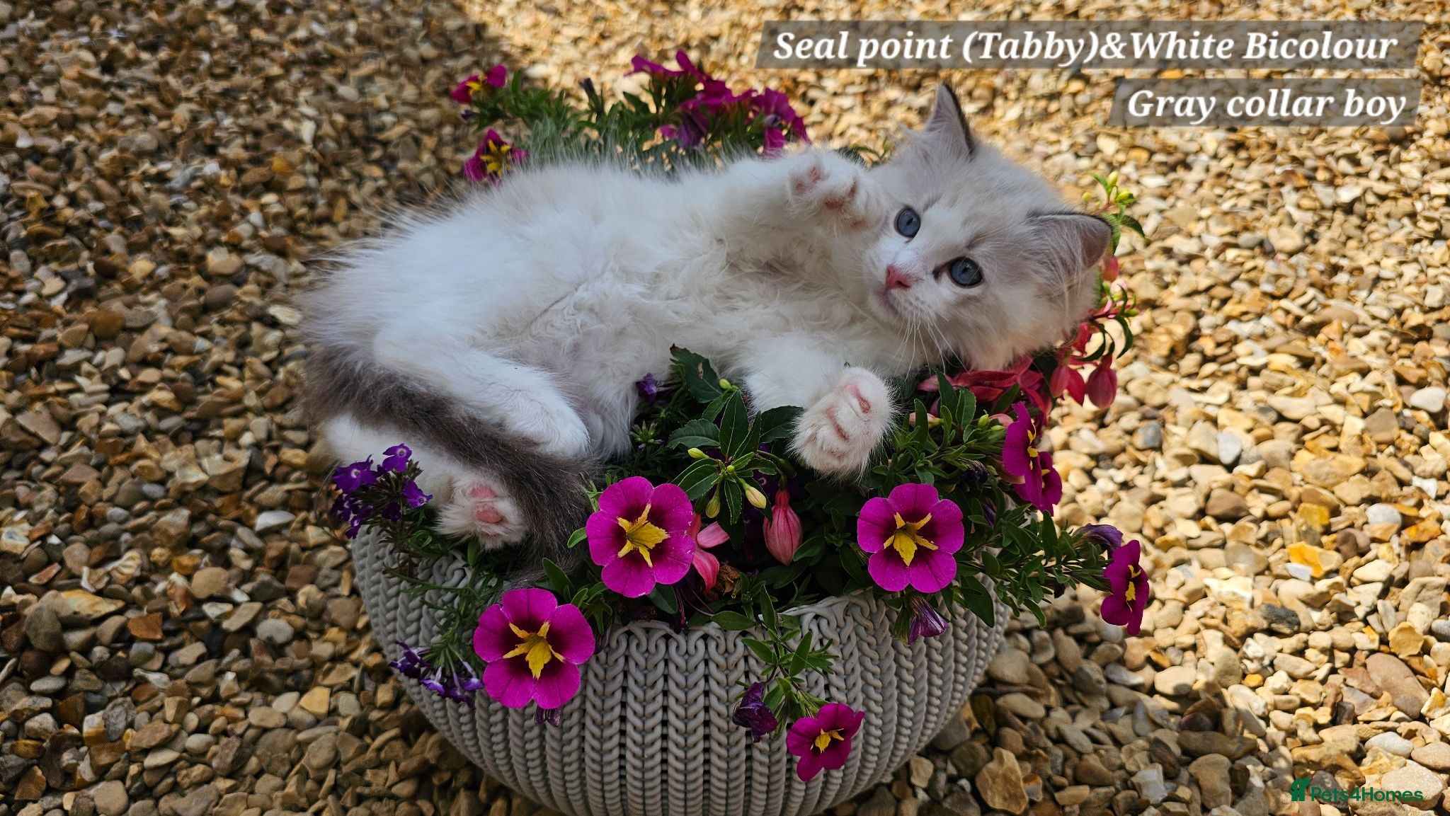 Ragdoll cats  Ragdoll Boys (TICA) 2 boys left - Advert 1