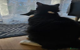 Mixed Breed cats for sale: Playful male kitten - Image 6