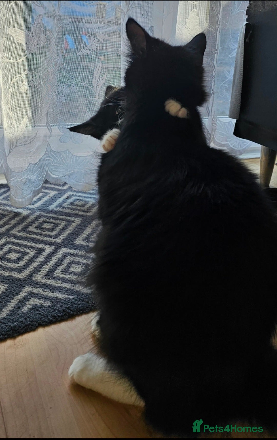 Mixed Breed cats for sale: Playful male kitten - Image 6