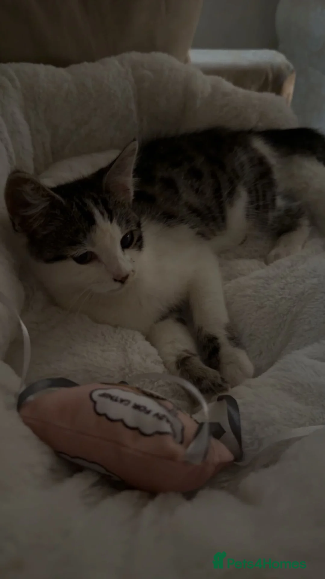 Mixed Breed cats for sale:     Affectionate Indoor Cat Looking for nice home  in Watford - Advert 2