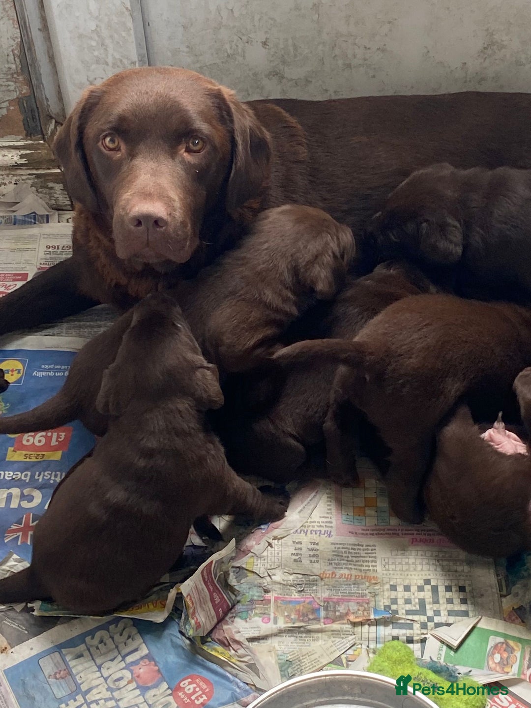 Labrador Retriever dogs for sale: Stunning litter of brown labradors  - Image 4
