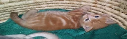 Mixed Breed cats for sale: Amazing, very beautiful kittens 3 boys, 1 girl - Advert 5