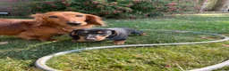 Miniature Dachshund dogs for sale: READY NOW - Last puppy dog - Miniature Dachshunds - Advert 4