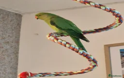 Ringnecks birds for sale: Indian ring neck parrot - Image 3