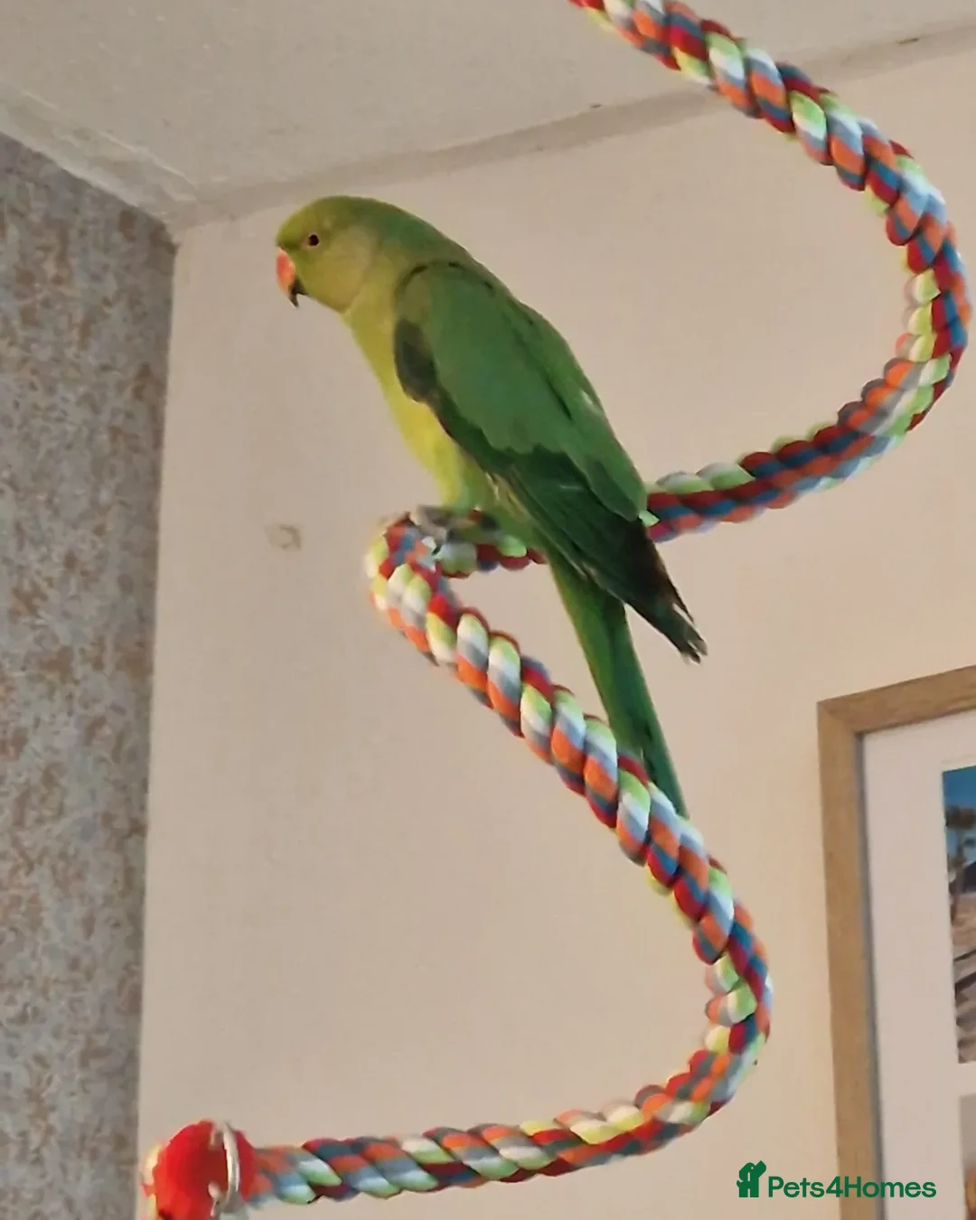 Ringnecks birds for sale: Indian ring neck parrot - Image 3