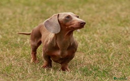 Miniature Dachshund dogs for sale: Stunning Miniature Piebald/Isabella Dachshunds 💙  - Advert 16