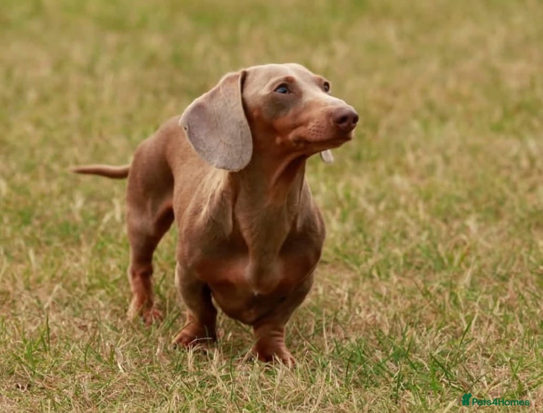 Miniature Dachshund dogs for sale: Stunning Miniature Piebald/Isabella Dachshunds 💙  - Advert 16
