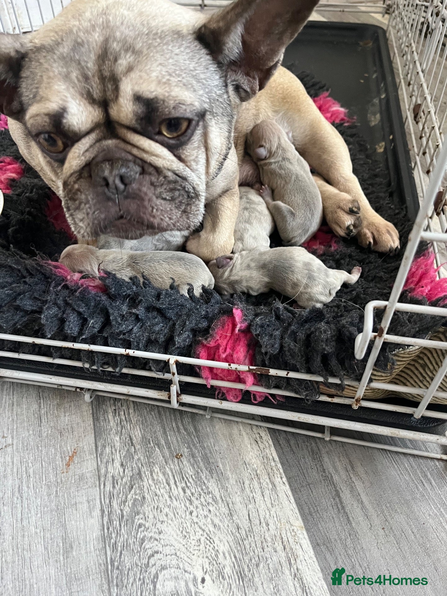 French Bulldog dogs French bulldogs - Advert 13