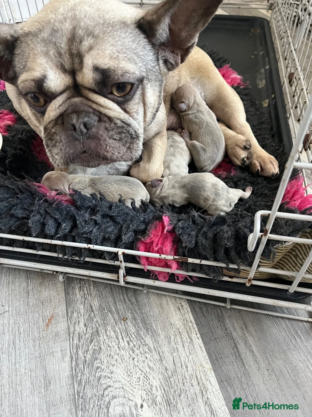 French Bulldog dogs for sale: French bulldogs - Advert 1