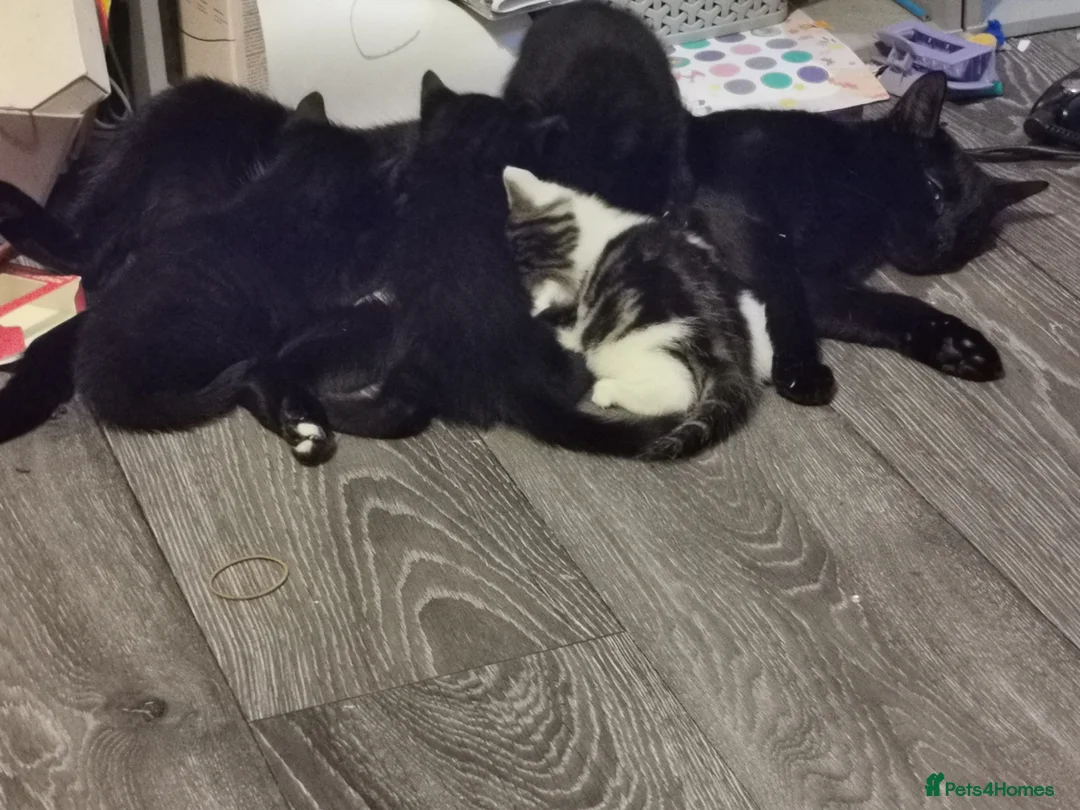 Mixed Breed cats for sale: Kittens for sale  - Advert 2