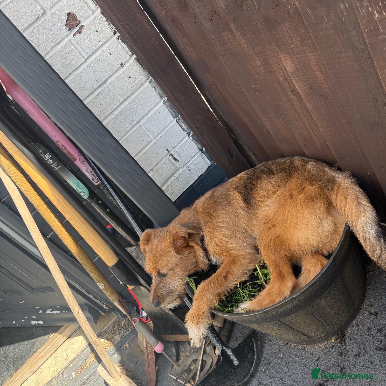 Mixed Breed dogs for adoption: Roger  in Milton Keynes - Advert 8