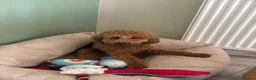 Toy Poodle dogs for stud: Red toy poodle for stud - Advert 4
