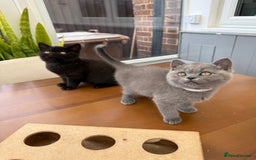 British Shorthair cats for sale: Rare Coloured British Shorthair kittens - Image 29