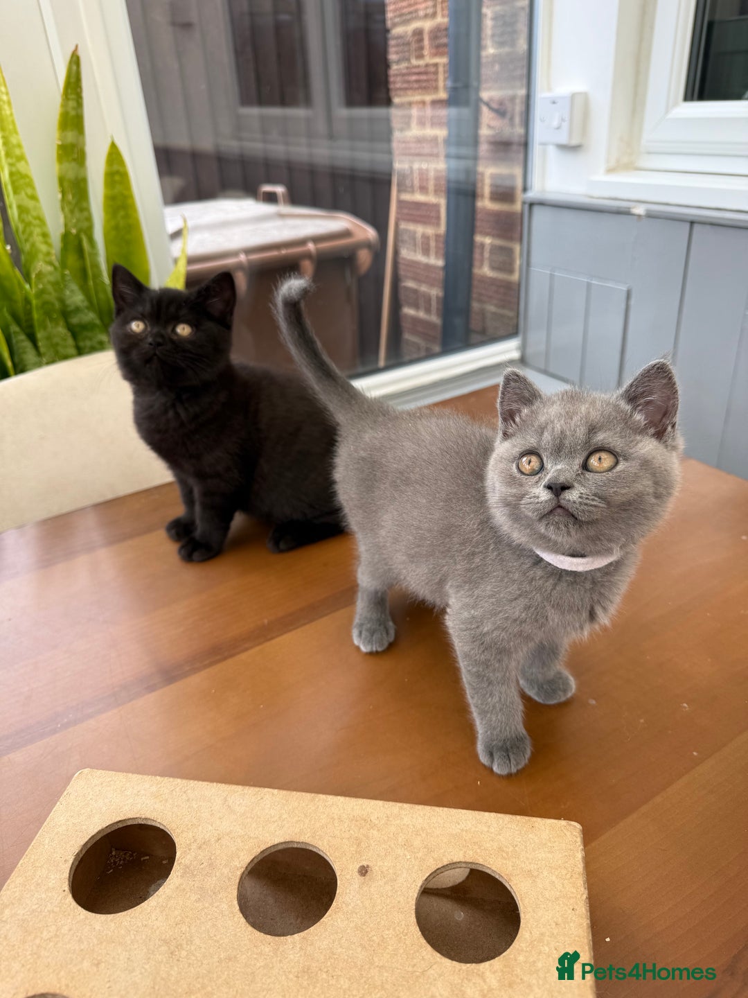 British Shorthair cats for sale: Rare Coloured British Shorthair kittens - Image 29