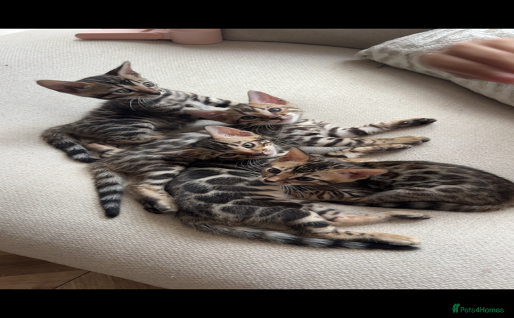 Bengal cats - Advert 1