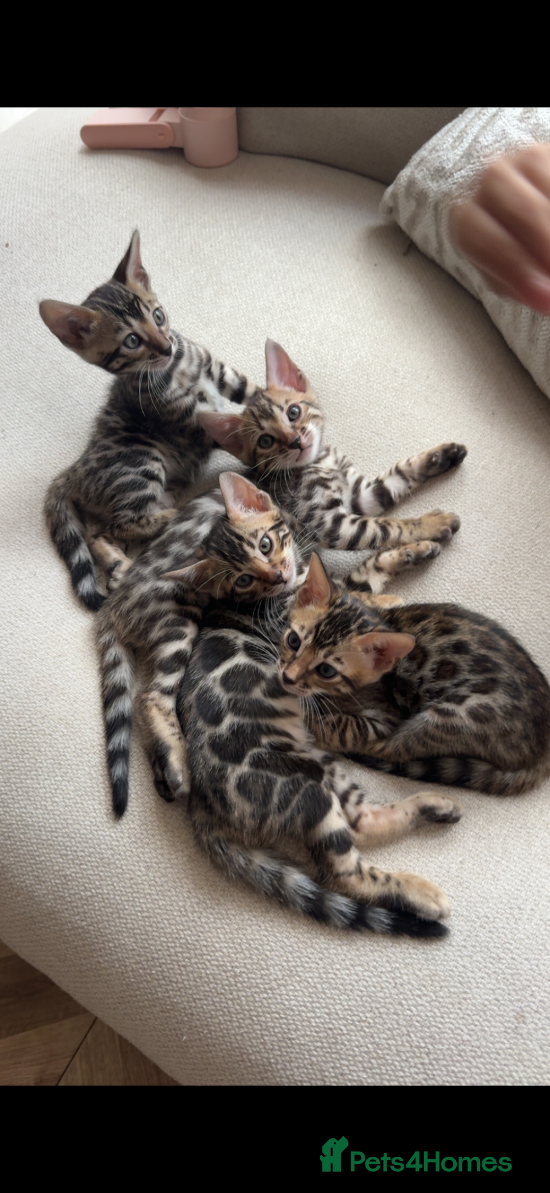 Bengal cats for sale: Beautiful Bengal Kittens for Sale Ready July 28th - Image 1