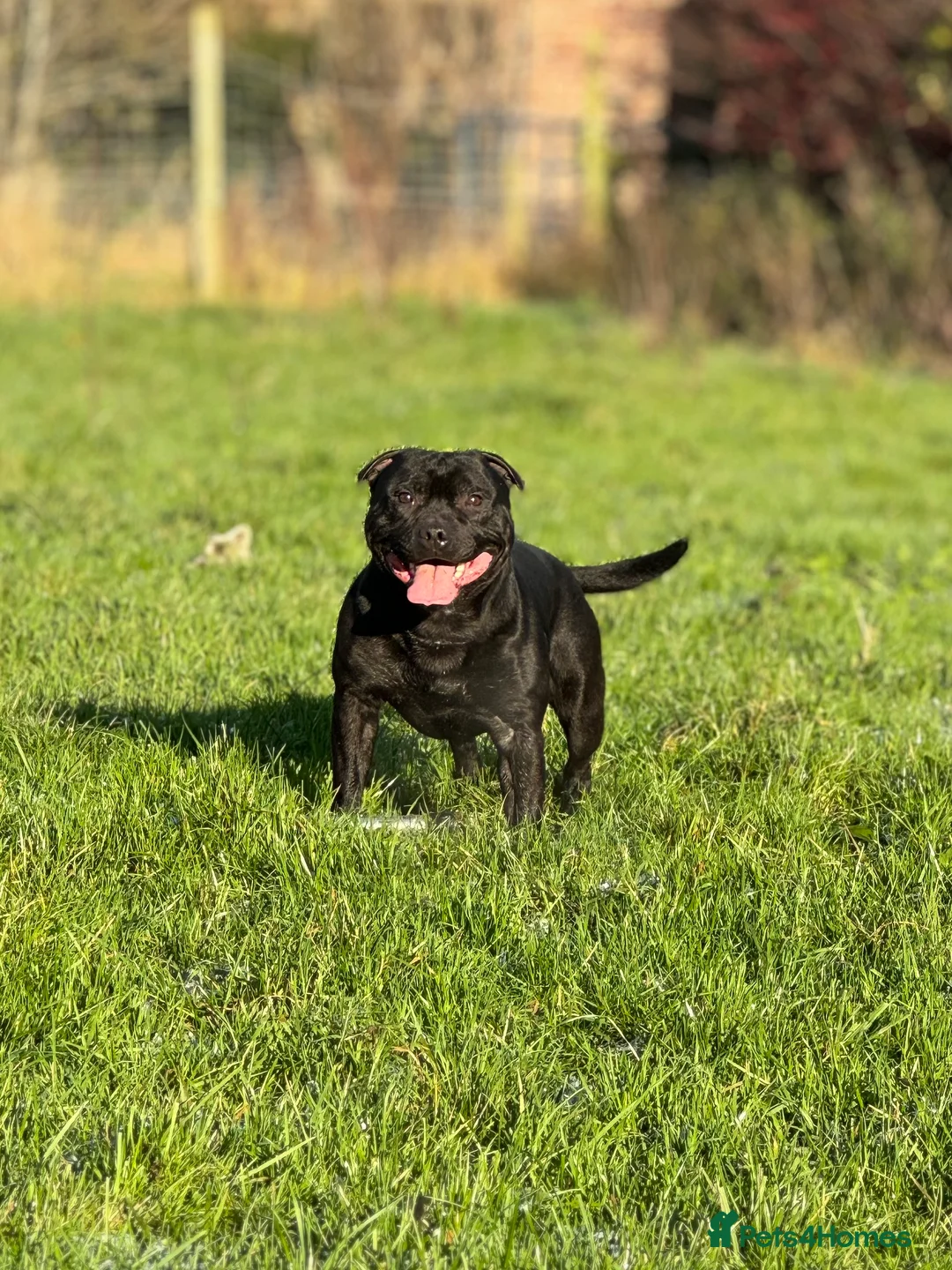 Staffordshire Bull Terrier dogs for stud: Black carrying blue stafford stud PHPV tested in Carlisle - Advert 6