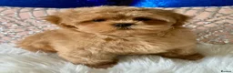Shihpoo dogs for sale: Stunning Asian Shih Poo puppies - Advert 9