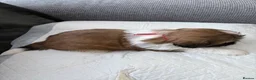 Shih Tzu dogs for sale: Shih Tzu  in Glasgow - Advert 12