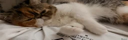 Exotic cats for sale: Exotic Short hair girl  - Advert 2