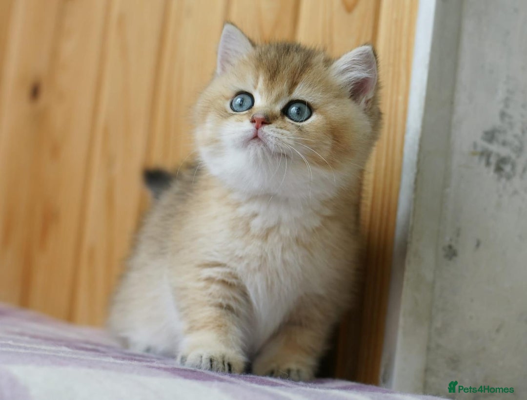 British Shorthair cats for sale: 🔥Champion Line Golden British Shorthair Kittens🔥 - Image 12
