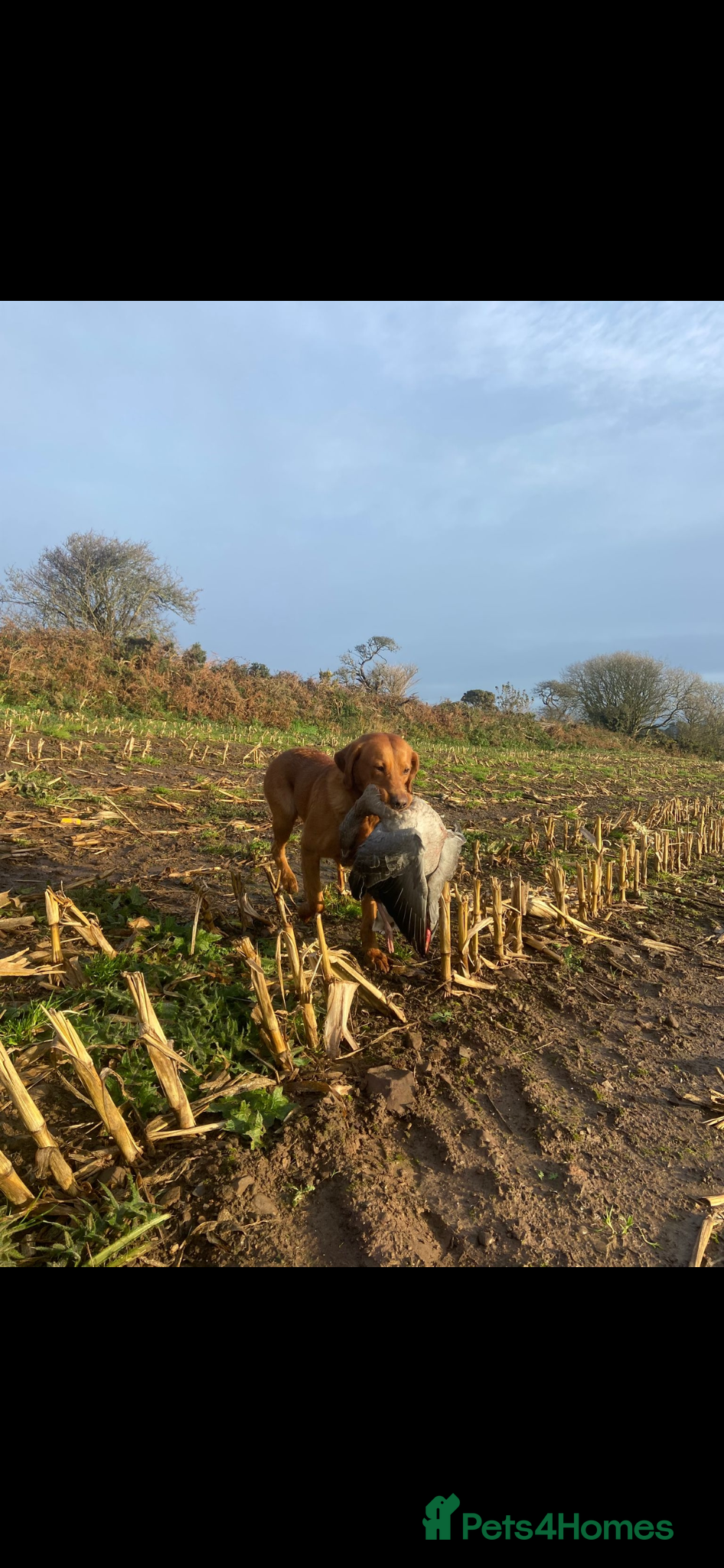Labrador Retriever dogs for sale: KC Registered Fox Red Labrador Litter in Ayr - Advert 8