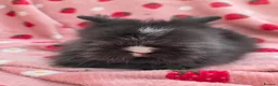 Lionhead rabbits for sale: Fluffy Teddy lion head x Angora ☆8weeks ready now - Advert 13