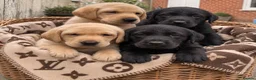 Labrador Retriever dogs for sale: Champion lab puppies  - Advert 1
