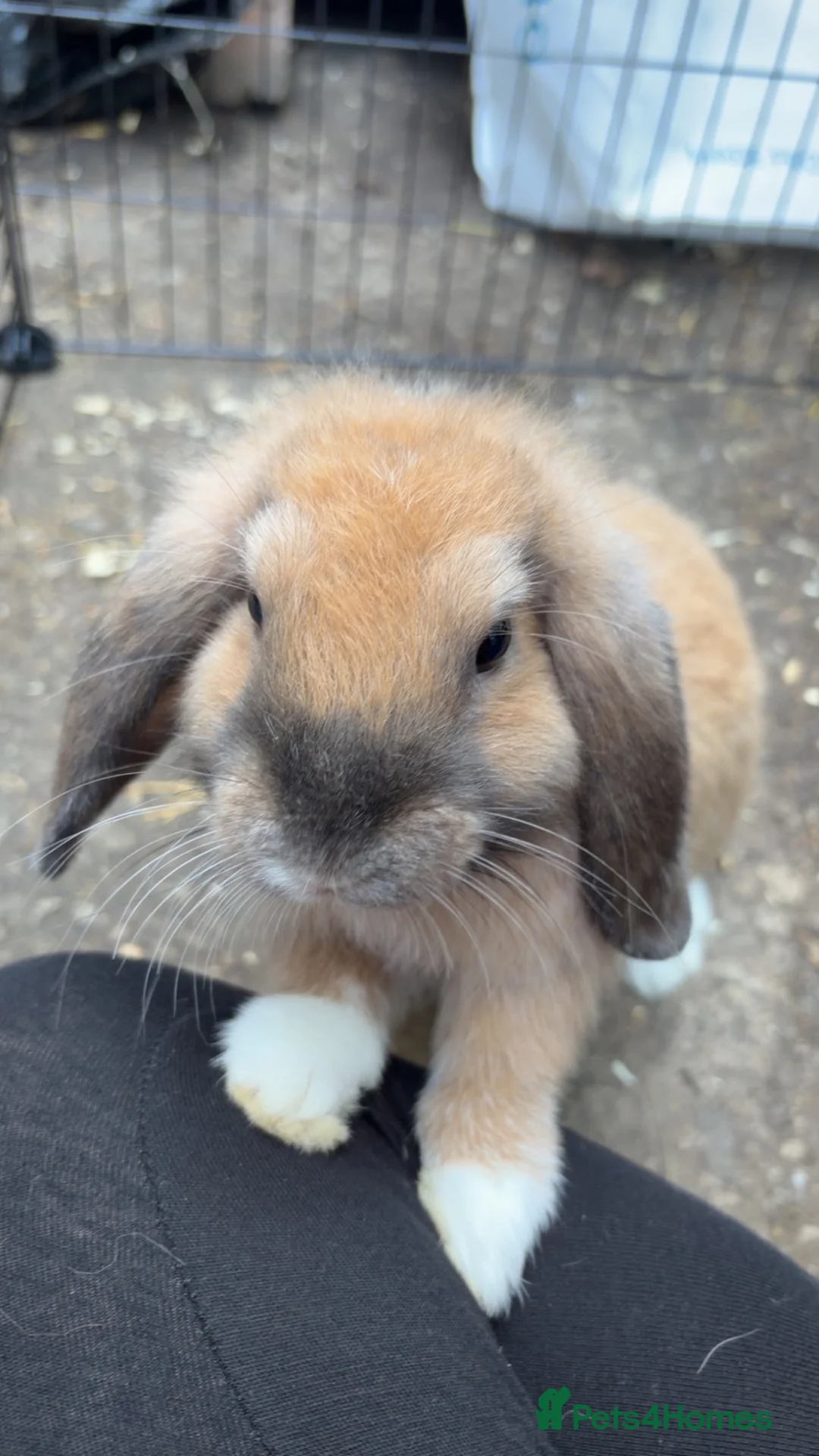 English Lop rabbits for sale: READY TO LEAVE   - Advert 2