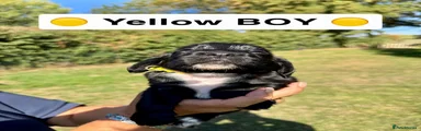 Yellow Boy