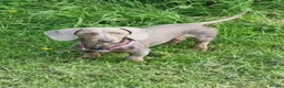 Dachshund dogs for sale: Gorgeous dachshund puppies deposit secure  - Advert 3