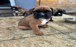Boxer dogs for sale: KC PEDIGREE BOXER PUPPIES  - Image 35