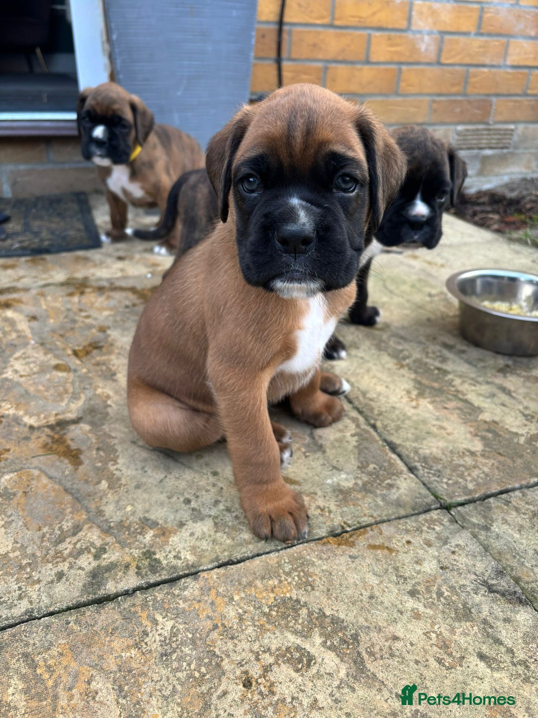 Boxer dogs for sale: KC PEDIGREE BOXER PUPPIES  - Image 35