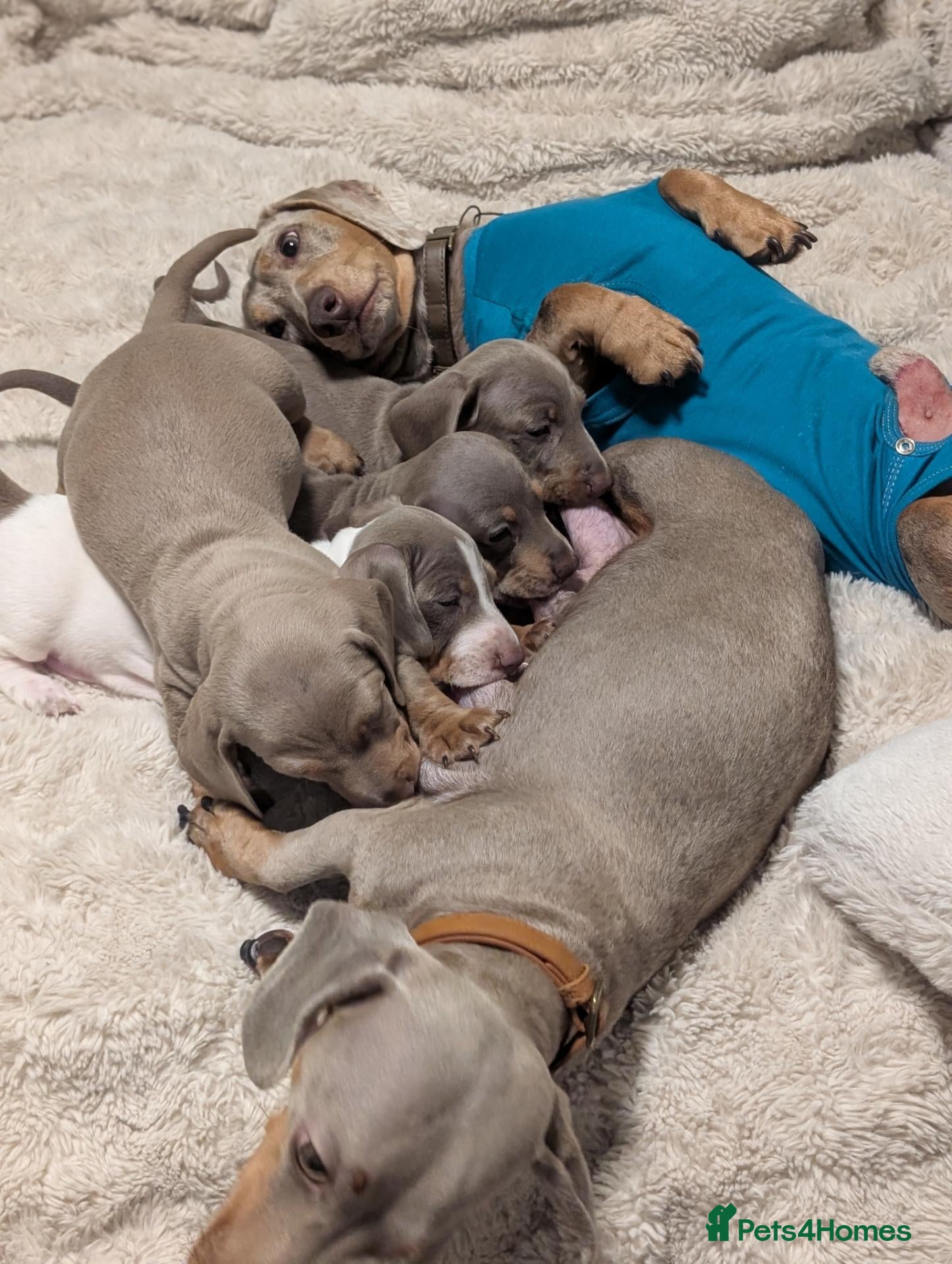 Miniature Dachshund dogs Gorgeous Purebred Miniature Dachshund Puppies - Advert 1