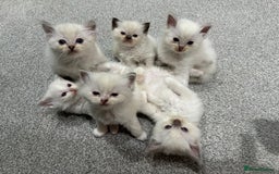 Ragdoll cats for sale: FULL PEDIGREE RAGDOLL KITTENS! READY BEFORE XMAS! - Image 1