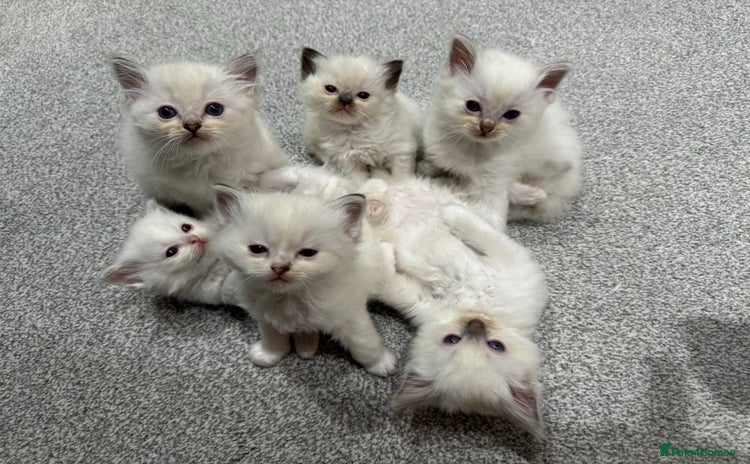 Ragdoll cats - Advert 9