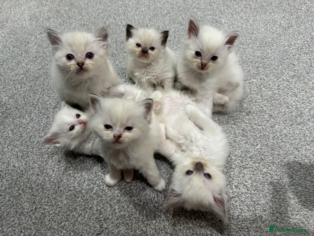 Ragdoll cats for sale: FULL PEDIGREE RAGDOLL KITTENS! READY BEFORE XMAS! - Image 1