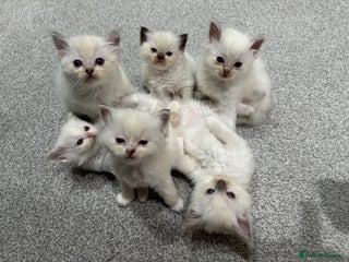 Ragdoll cats - Advert 3