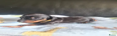 Miniature Dachshund 1