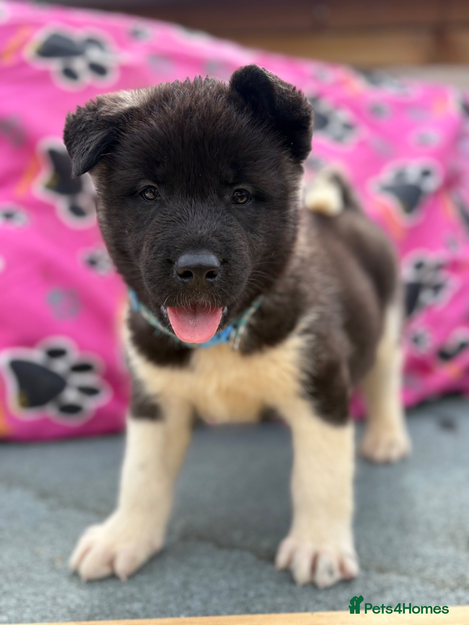 Akita dogs KC registered American Akita Puppies - Advert 2