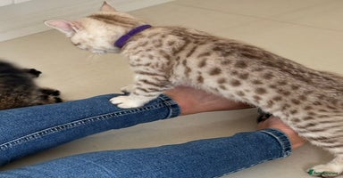 British Shorthair cats - Advert 1