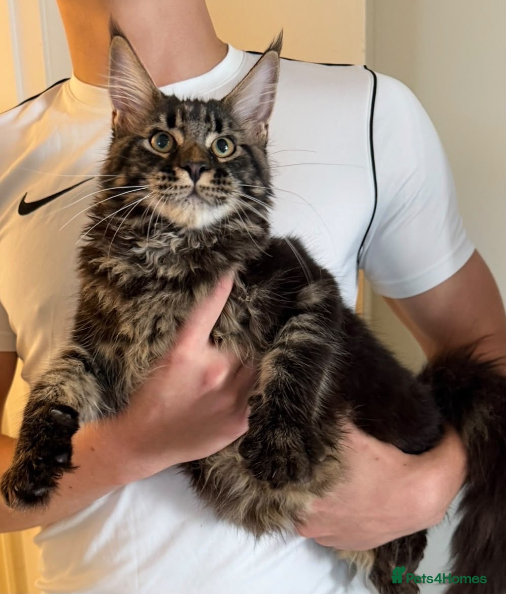 Maine Coon cats Ready for home pure bred maine coon kittens - Advert 12