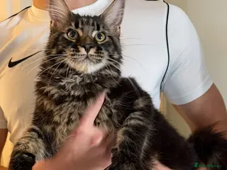 Maine Coon cats Ready for home pure bred maine coon kittens - Advert 12