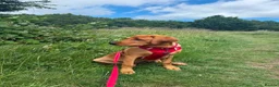 Labrador Retriever dogs for sale: Beautiful 5 month Labrador Puppy for Loving Home in Brentwood - Advert 4
