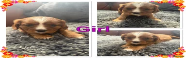 Cavalier King Charles Spaniel 6