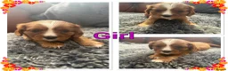Cavalier King Charles Spaniel dogs for sale: King Charles cavalier puppies  - Advert 21