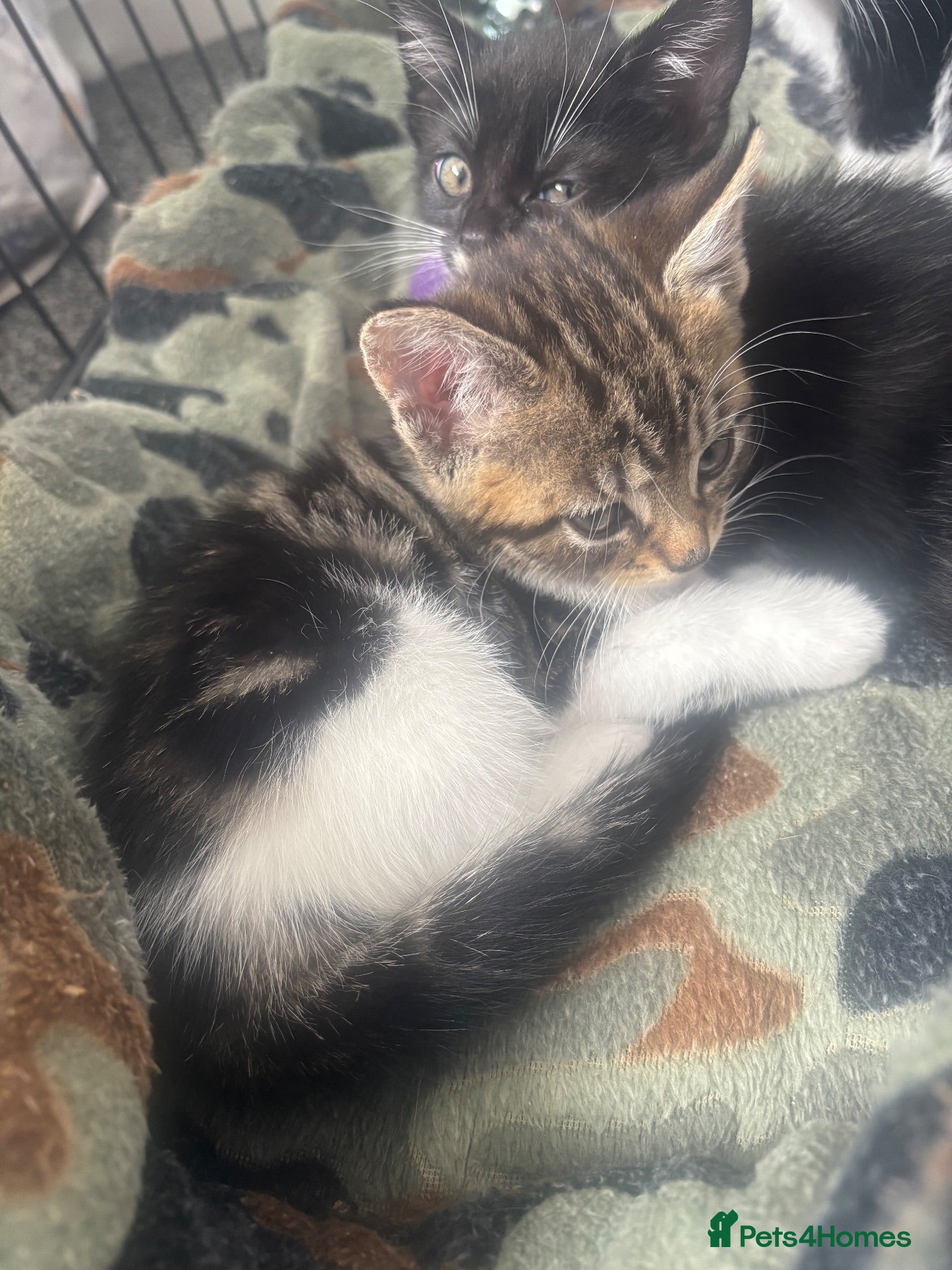 Mixed Breed cats Tabby female and 2 black and white boy kittens - Advert 12