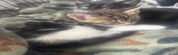 Mixed Breed cats for sale: Tabby female and 2 black and white boy kittens - Advert 3