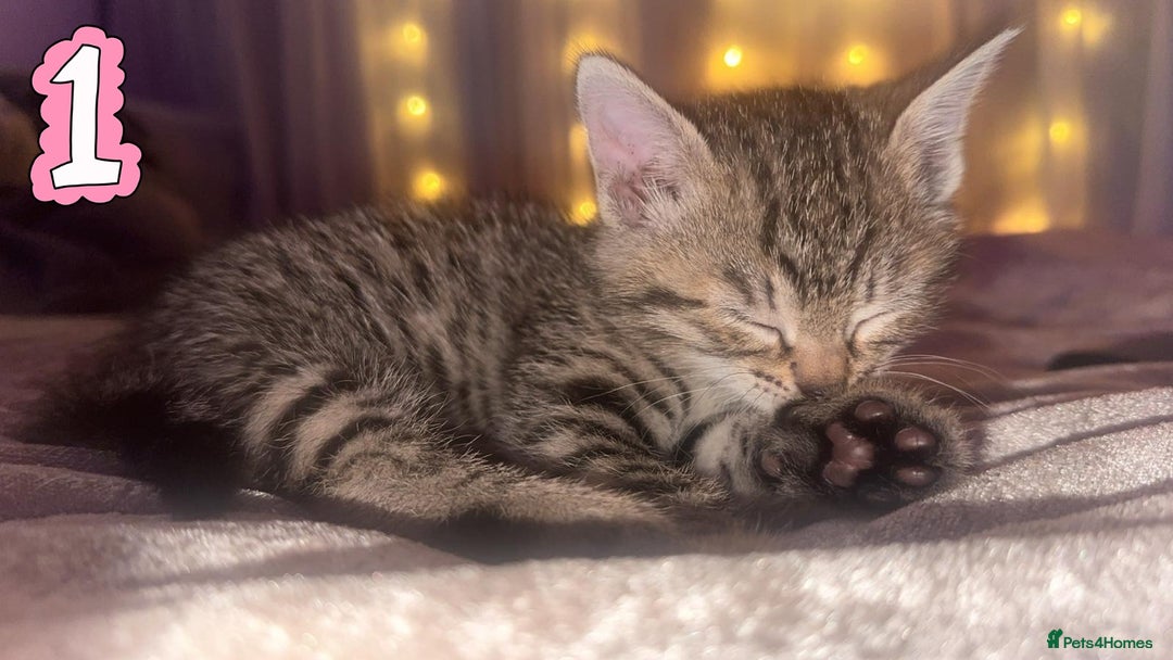Mixed Breed cats for sale: Two Female kittens (Bengal/Persian mix - Image 9