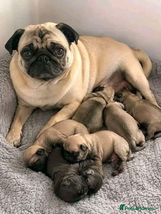 Pug dogs Pug puppies awaiting a new family  - Advert 11